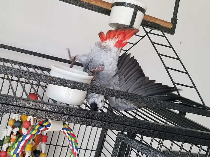 30 Animals Caught Being Goofier Than Anyone Expected