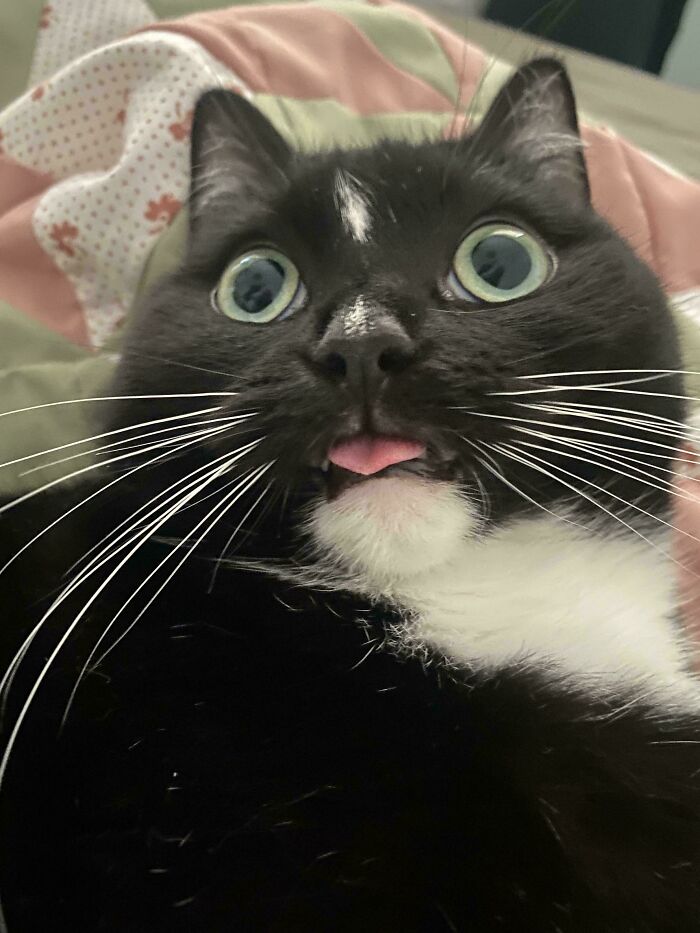 30 Animals Caught Being Goofier Than Anyone Expected