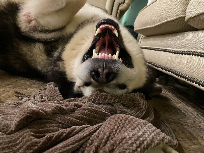 30 Animals Caught Being Goofier Than Anyone Expected