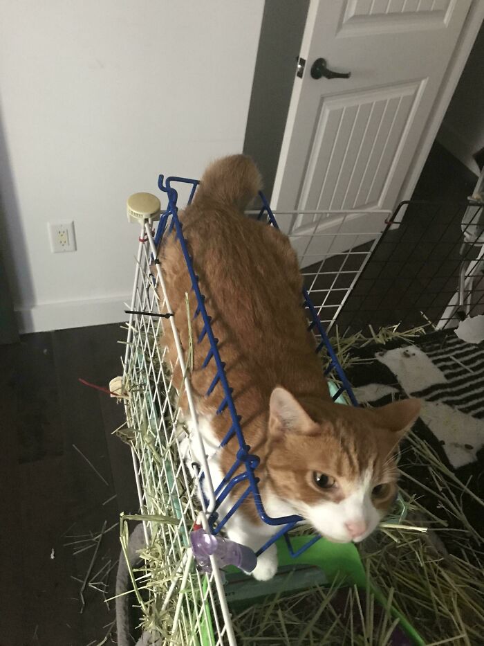 30 Animals Caught Being Goofier Than Anyone Expected