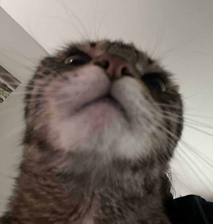 30 Animals Caught Being Goofier Than Anyone Expected