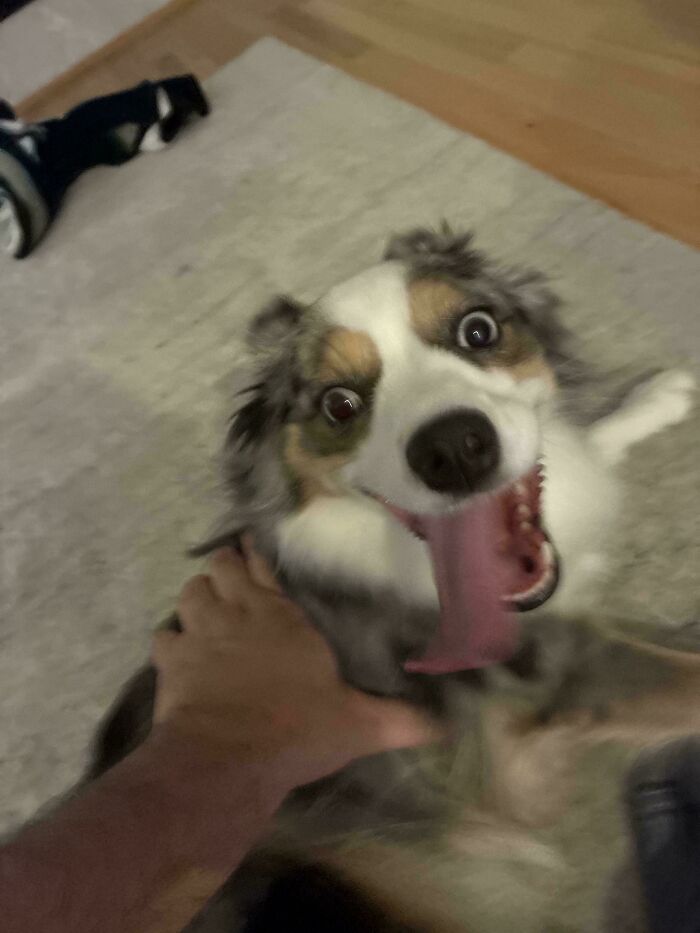 30 Animals Caught Being Goofier Than Anyone Expected