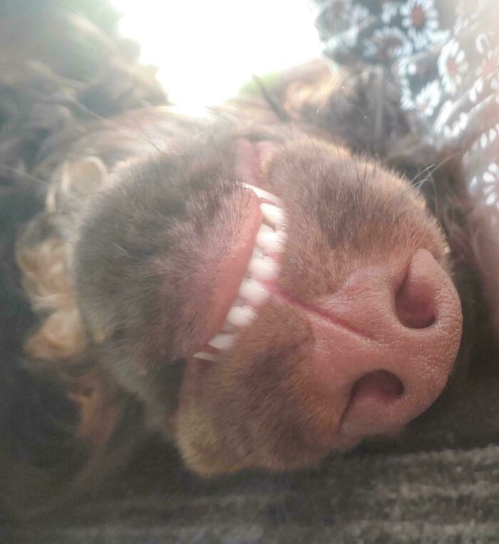 30 Animals Caught Being Goofier Than Anyone Expected