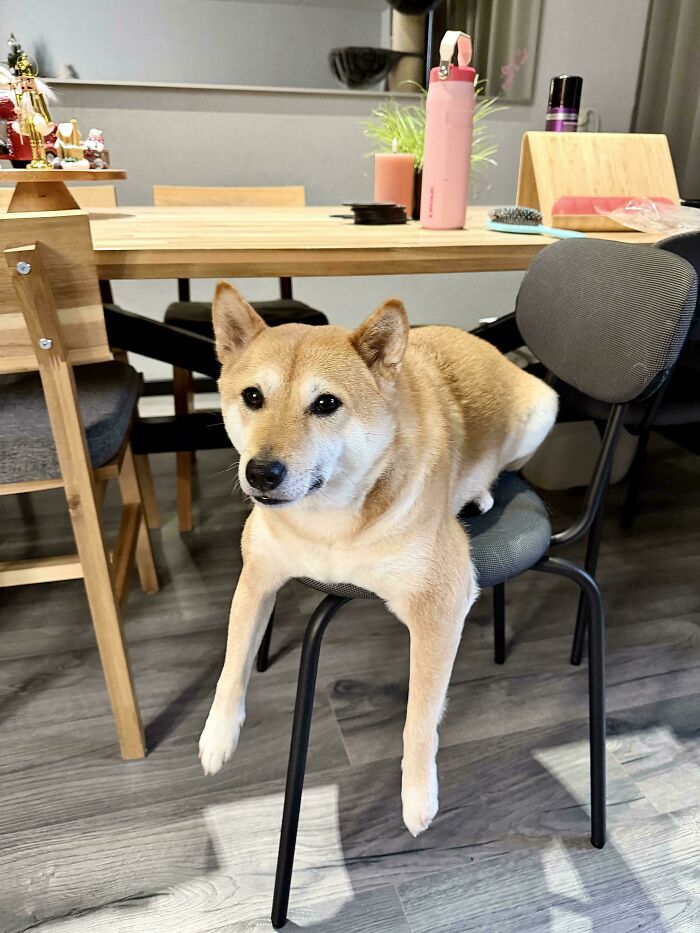 30 Animals Caught Being Goofier Than Anyone Expected