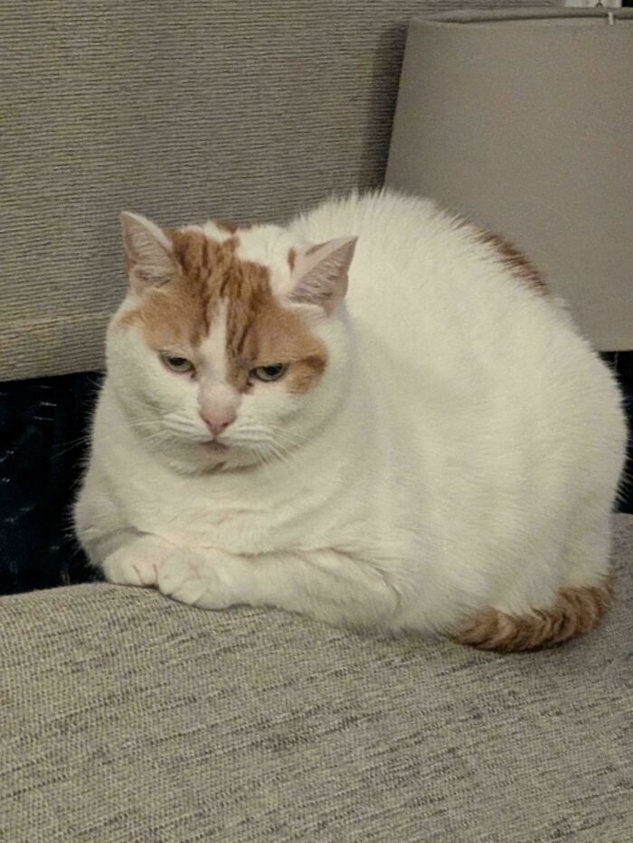 30 Animals Caught Being Goofier Than Anyone Expected