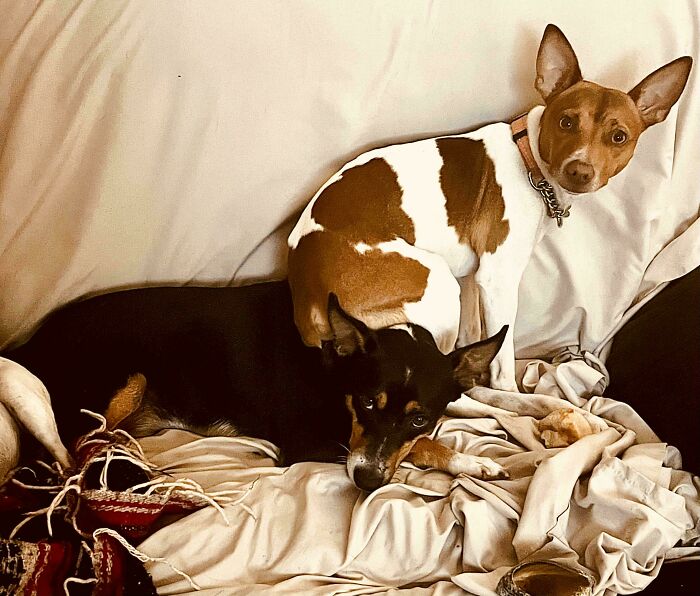 30 Animals Caught Being Goofier Than Anyone Expected