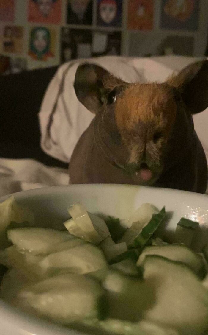 30 Animals Caught Being Goofier Than Anyone Expected