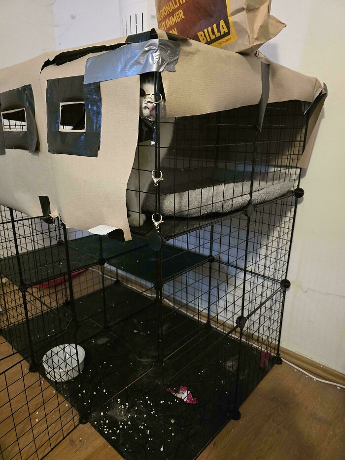 30 Animals Caught Being Goofier Than Anyone Expected