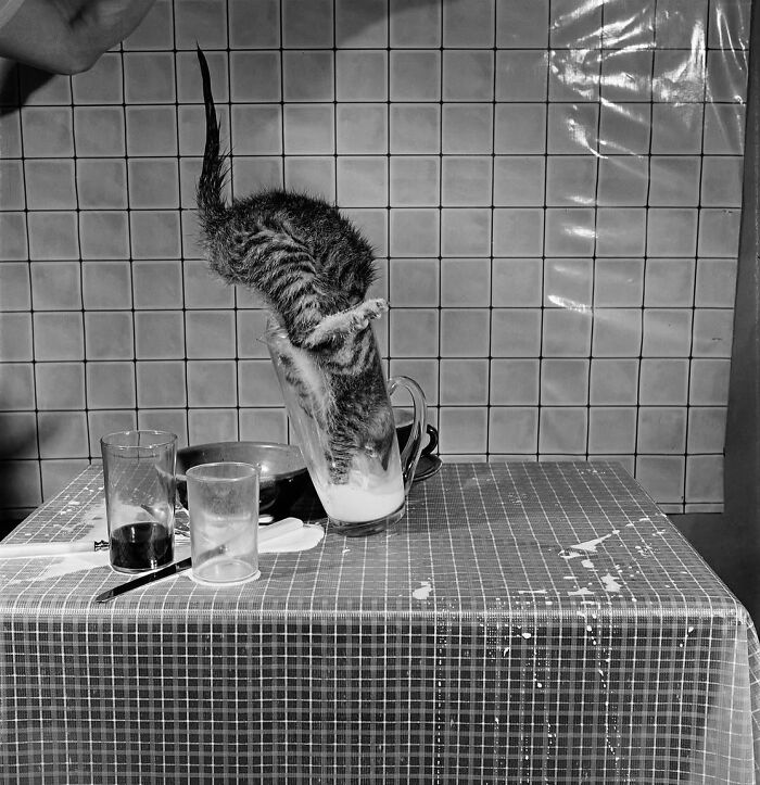 Wait, These Photos Nailed the Timing Like Total Pros!