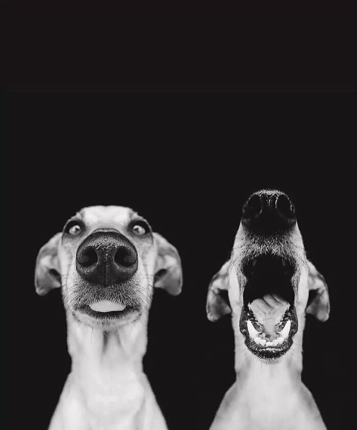 Wait, These Photos Nailed the Timing Like Total Pros!