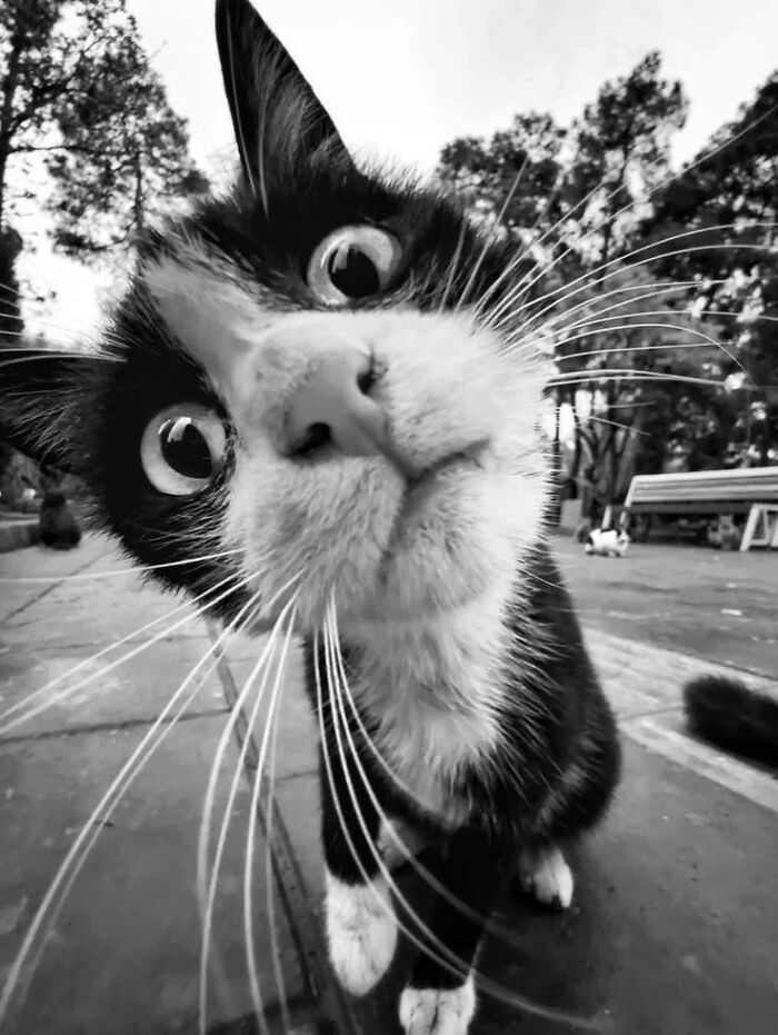 Wait, These Photos Nailed the Timing Like Total Pros!