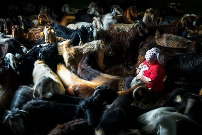 Wait, These Photos Nailed the Timing Like Total Pros!