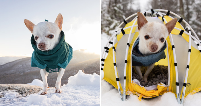 Meet Mr. Pink: The Tiny Chihuahua Who Owns Winter (And Our Hearts)
