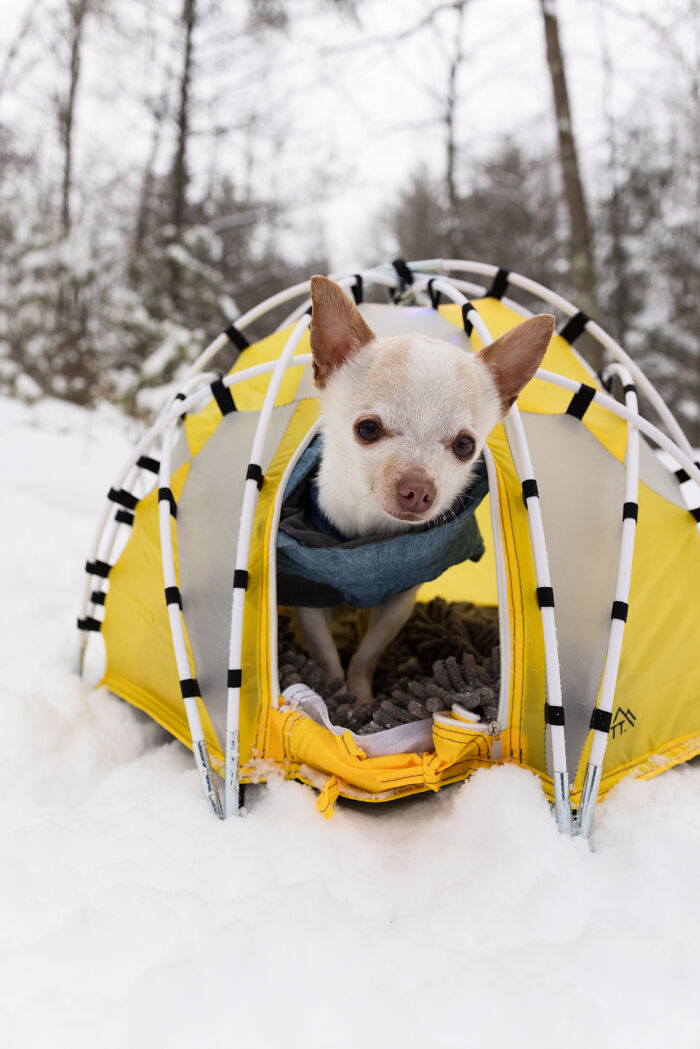 Meet Mr. Pink: The Tiny Chihuahua Who Owns Winter (And Our Hearts)