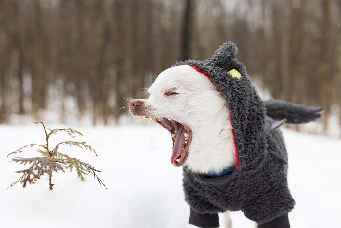 Meet Mr. Pink: The Tiny Chihuahua Who Owns Winter (And Our Hearts)