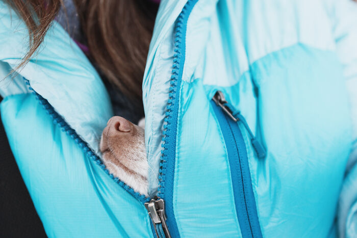 Meet Mr. Pink: The Tiny Chihuahua Who Owns Winter (And Our Hearts)