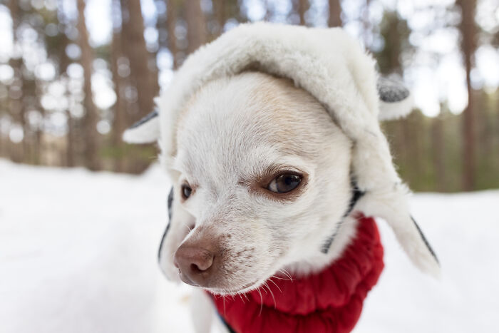 Meet Mr. Pink: The Tiny Chihuahua Who Owns Winter (And Our Hearts)
