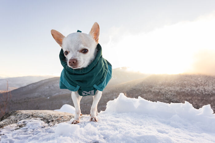 Meet Mr. Pink: The Tiny Chihuahua Who Owns Winter (And Our Hearts)