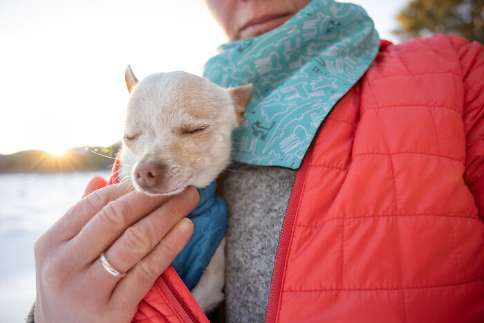 Meet Mr. Pink: The Tiny Chihuahua Who Owns Winter (And Our Hearts)