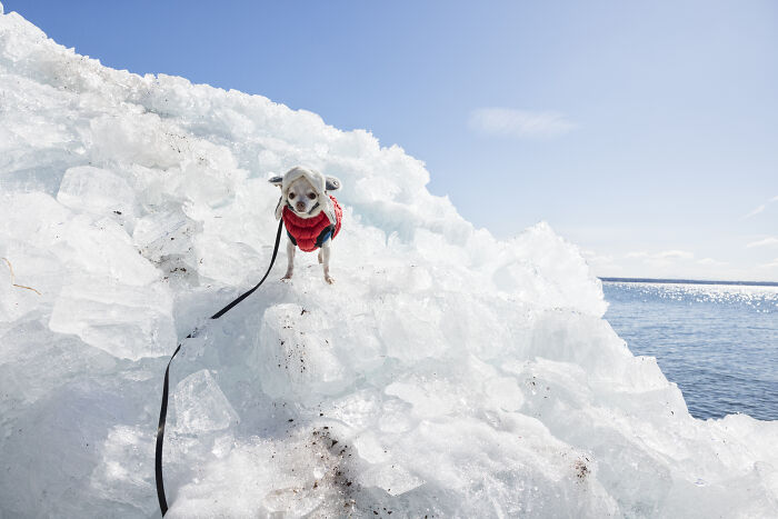 Meet Mr. Pink: The Tiny Chihuahua Who Owns Winter (And Our Hearts)