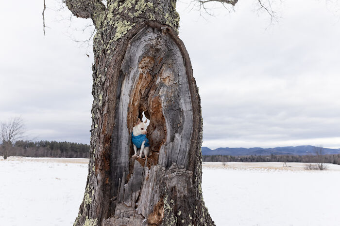 Meet Mr. Pink: The Tiny Chihuahua Who Owns Winter (And Our Hearts)