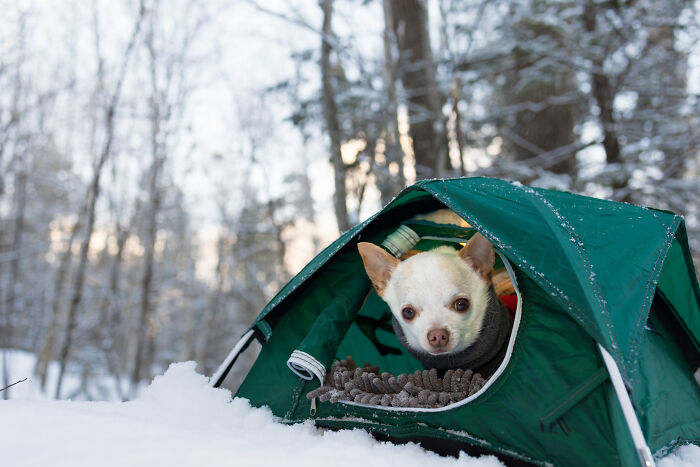 Meet Mr. Pink: The Tiny Chihuahua Who Owns Winter (And Our Hearts)