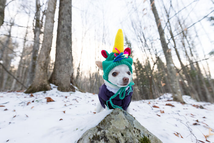 Meet Mr. Pink: The Tiny Chihuahua Who Owns Winter (And Our Hearts)
