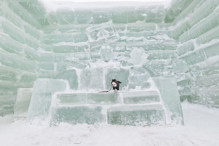 Meet Mr. Pink: The Tiny Chihuahua Who Owns Winter (And Our Hearts)