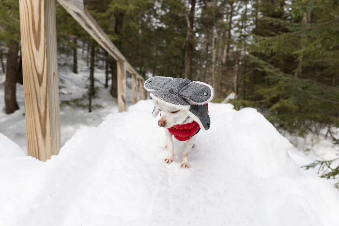 Meet Mr. Pink: The Tiny Chihuahua Who Owns Winter (And Our Hearts)