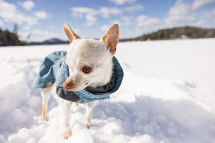 Meet Mr. Pink: The Tiny Chihuahua Who Owns Winter (And Our Hearts)