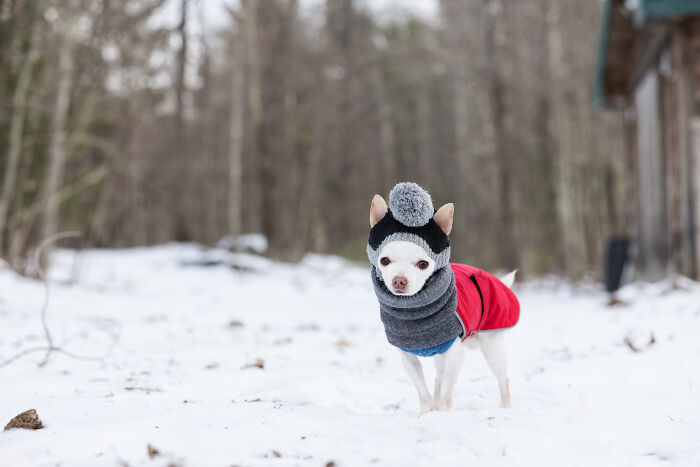 Meet Mr. Pink: The Tiny Chihuahua Who Owns Winter (And Our Hearts)