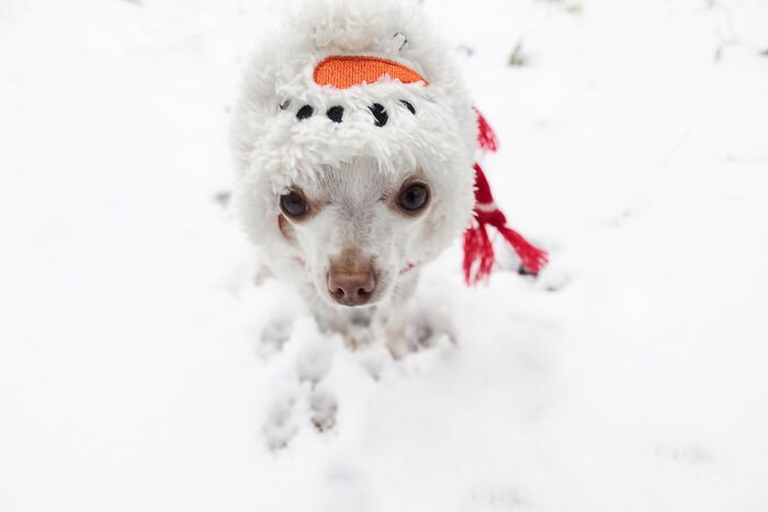 Meet Mr. Pink: The Tiny Chihuahua Who Owns Winter (And Our Hearts)