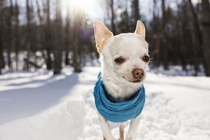 Meet Mr. Pink: The Tiny Chihuahua Who Owns Winter (And Our Hearts)