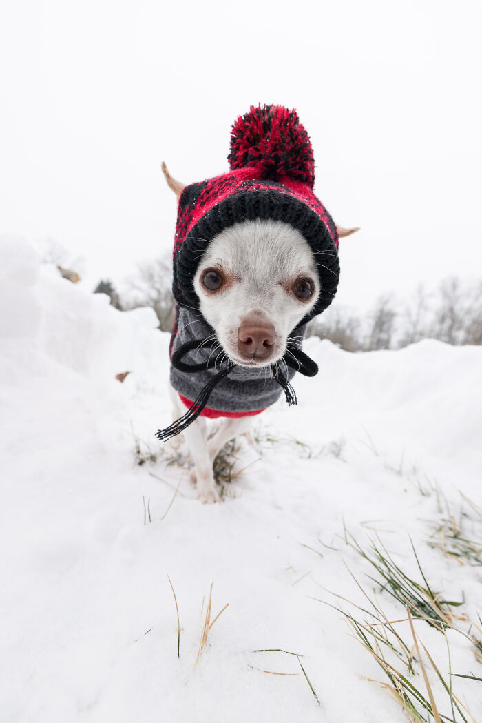 Meet Mr. Pink: The Tiny Chihuahua Who Owns Winter (And Our Hearts)