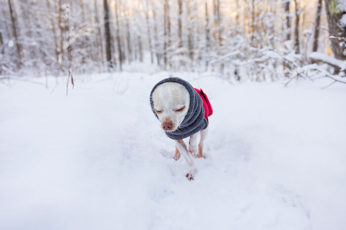 Meet Mr. Pink: The Tiny Chihuahua Who Owns Winter (And Our Hearts)