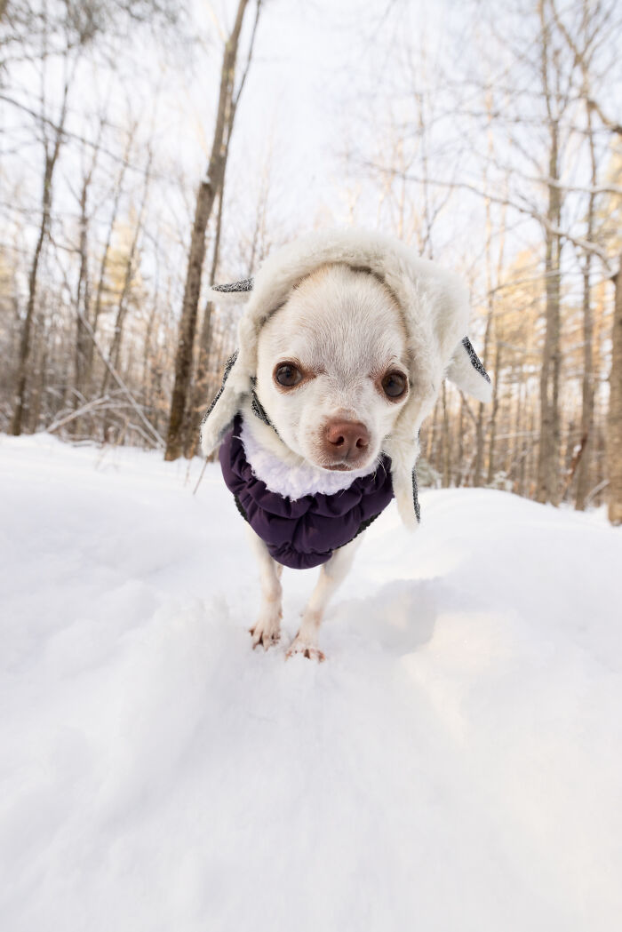 Meet Mr. Pink: The Tiny Chihuahua Who Owns Winter (And Our Hearts)