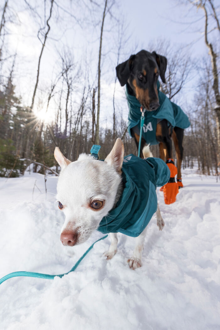 Meet Mr. Pink: The Tiny Chihuahua Who Owns Winter (And Our Hearts)