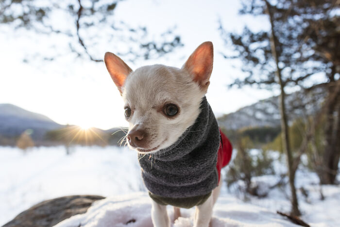 Meet Mr. Pink: The Tiny Chihuahua Who Owns Winter (And Our Hearts)