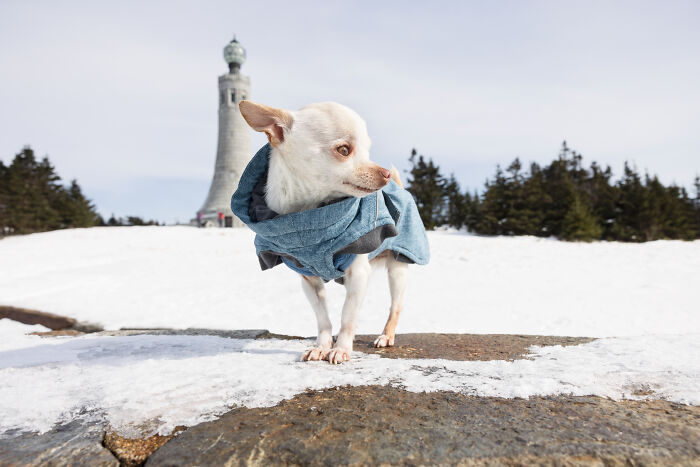 Meet Mr. Pink: The Tiny Chihuahua Who Owns Winter (And Our Hearts)