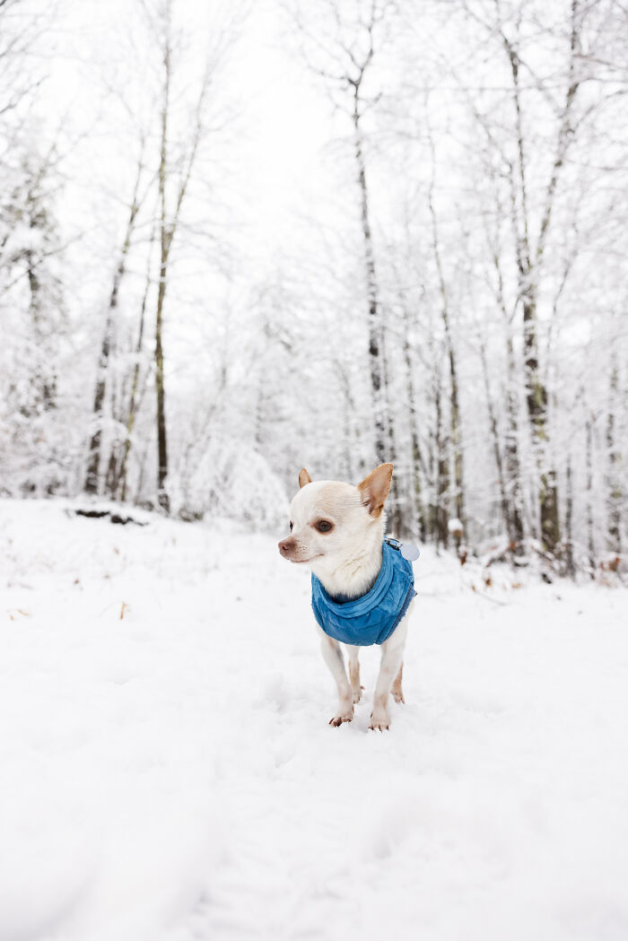 Meet Mr. Pink: The Tiny Chihuahua Who Owns Winter (And Our Hearts)