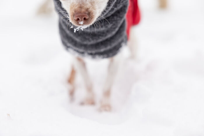 Meet Mr. Pink: The Tiny Chihuahua Who Owns Winter (And Our Hearts)