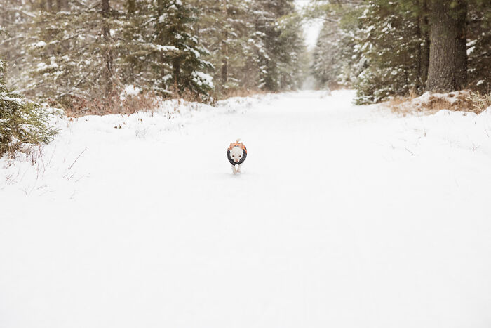 Meet Mr. Pink: The Tiny Chihuahua Who Owns Winter (And Our Hearts)