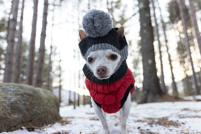 Meet Mr. Pink: The Tiny Chihuahua Who Owns Winter (And Our Hearts)