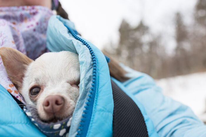 Meet Mr. Pink: The Tiny Chihuahua Who Owns Winter (And Our Hearts)