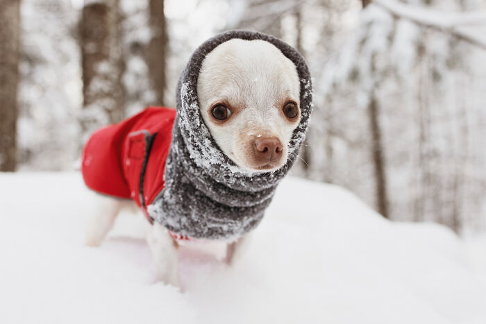Meet Mr. Pink: The Tiny Chihuahua Who Owns Winter (And Our Hearts)