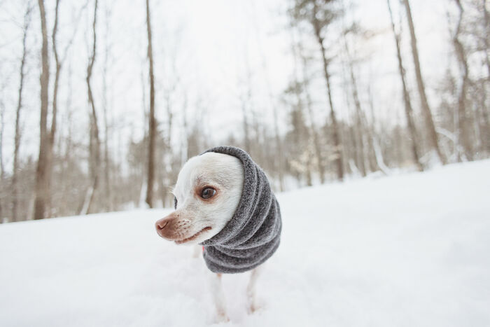 Meet Mr. Pink: The Tiny Chihuahua Who Owns Winter (And Our Hearts)