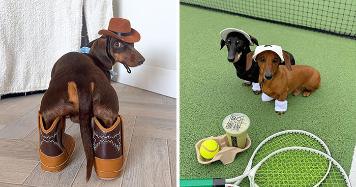 Why Dachshunds Are Basically The Funniest, Cutest Little Dogs Ever