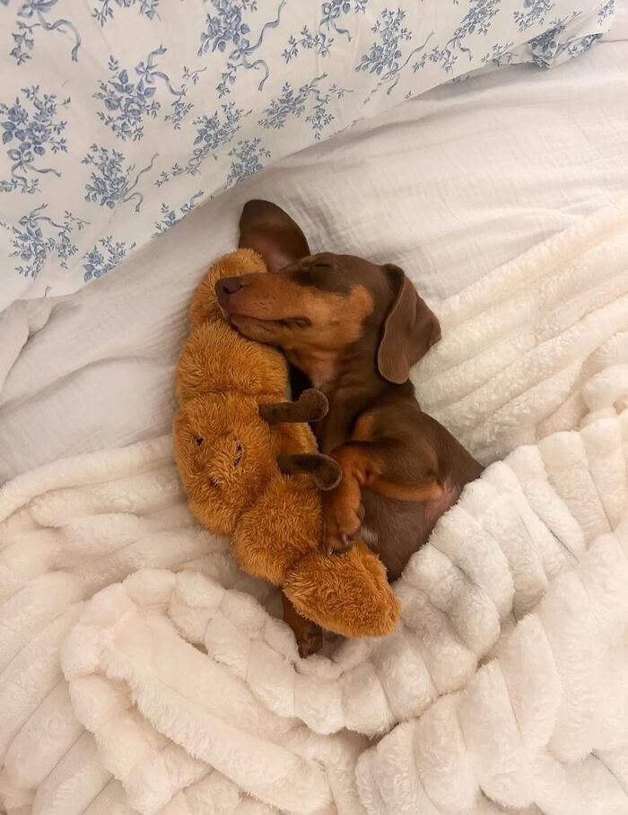 Why Dachshunds Are Basically The Funniest, Cutest Little Dogs Ever