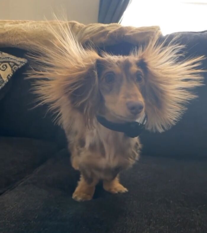 Why Dachshunds Are Basically The Funniest, Cutest Little Dogs Ever