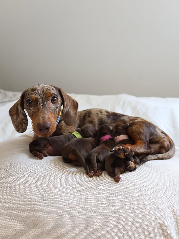 Why Dachshunds Are Basically The Funniest, Cutest Little Dogs Ever